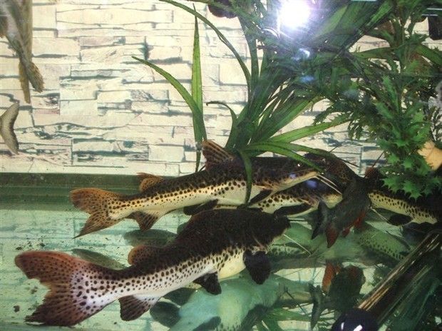 養(yǎng)銀龍魚有什么好處嗎：養(yǎng)銀龍魚有什么好處？