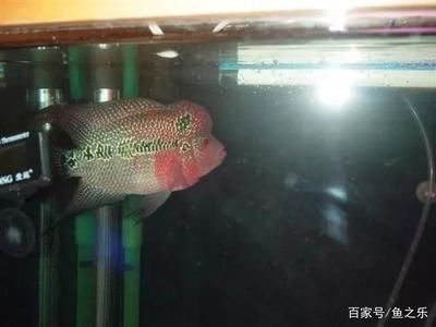 給龍魚取名字（如何給龍魚取名字？）