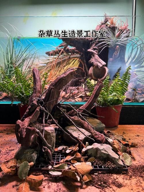 雷龍魚原生缸造景圖片