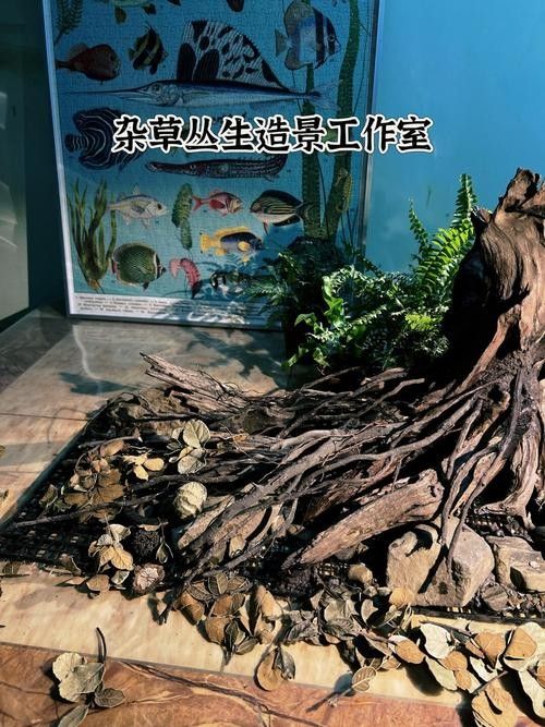 雷龍魚原生缸造景圖片