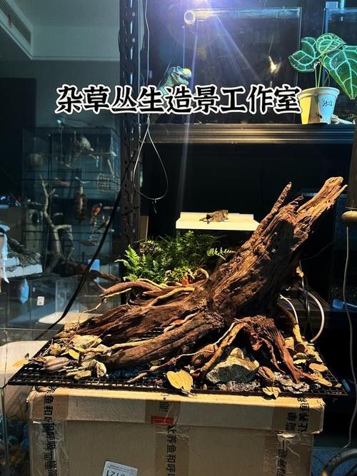 雷龍魚原生缸造景圖片
