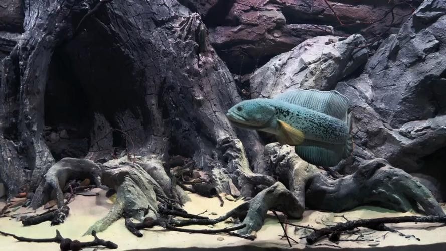 雷龍魚原生缸造景圖片