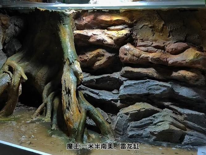 雷龍魚原生缸造景圖片