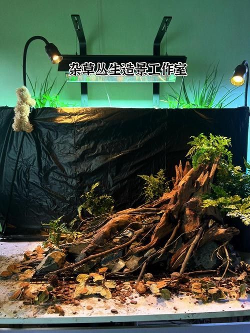 雷龍魚原生缸造景圖片