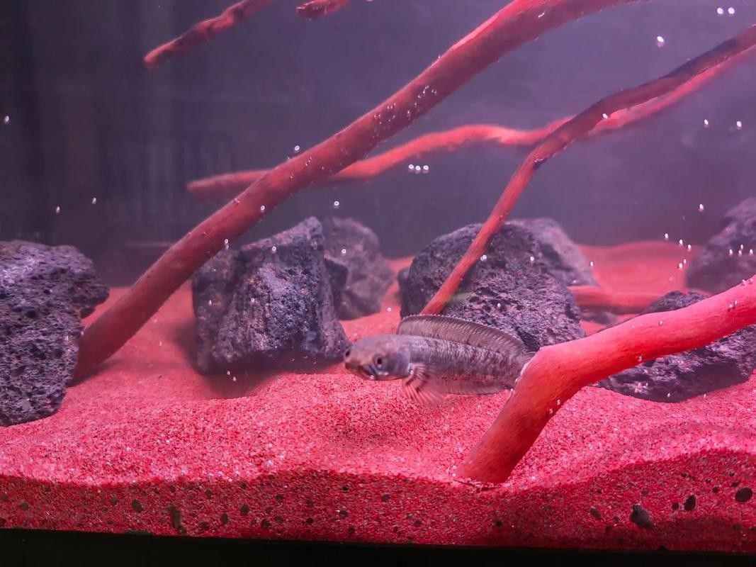 雷龍魚原生缸造景圖片