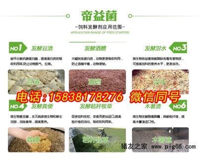 龍魚身上有小白點怎么辦啊圖片：龍魚身上有小白點怎么辦？原因分析與治療方法詳解