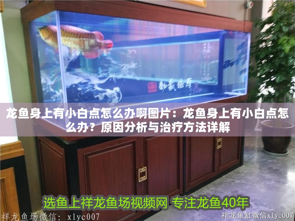 龍魚身上有小白點怎么辦啊圖片：龍魚身上有小白點怎么辦？原因分析與治療方法詳解