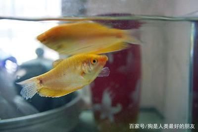 紅龍魚年齡怎么看好壞，如何判斷紅龍魚的年齡