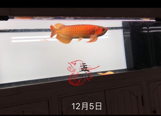龍魚水中燈45度示意圖，龍魚水中燈45度示意圖描述了如何安裝和使用龍魚水中燈