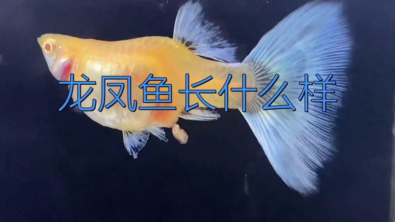 如何區分不同品種的龍鳳魚？