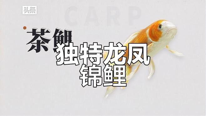 如何區分不同品種的龍鳳魚？