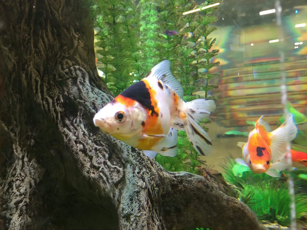如何區分不同品種的龍鳳魚？
