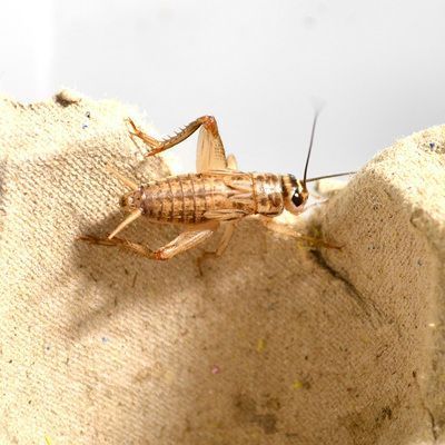 20cm龍魚可以吃蟋蟀嗎