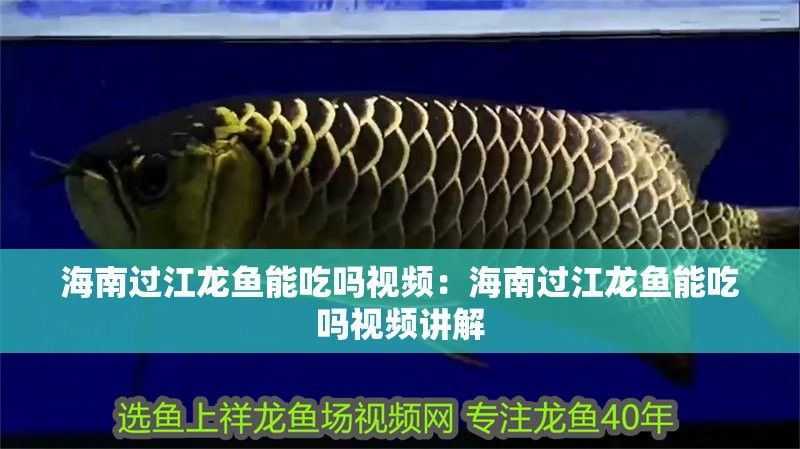 海南過江龍魚能吃嗎有毒嗎
