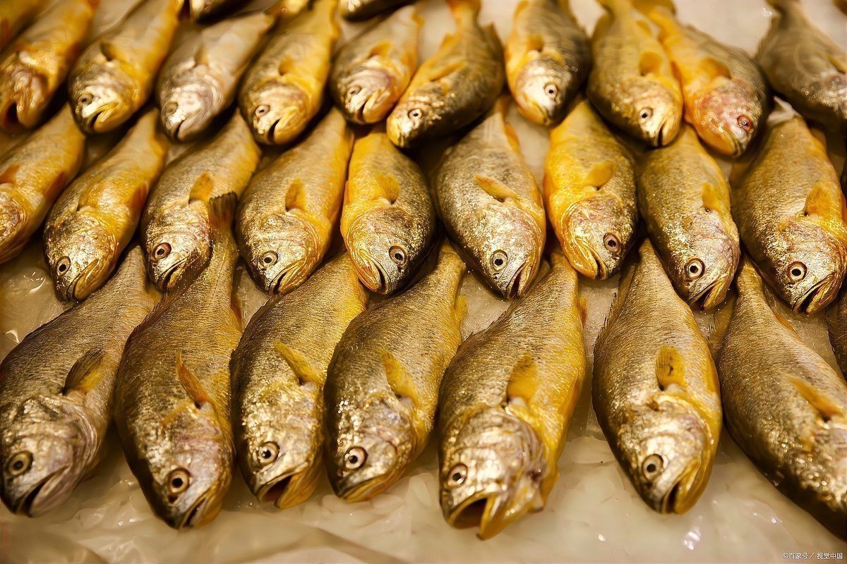 海南過江龍魚能吃嗎有毒嗎