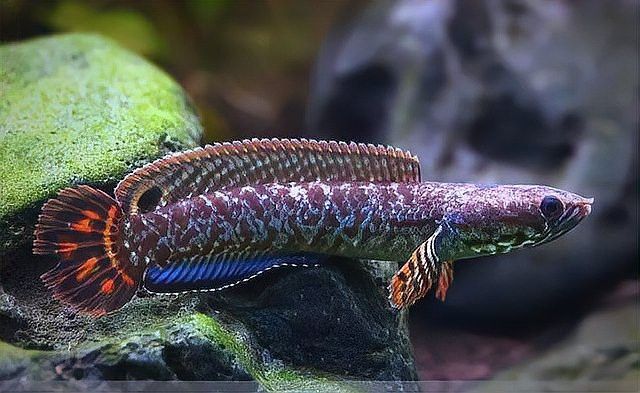 七彩雷龍魚吃什么長得快