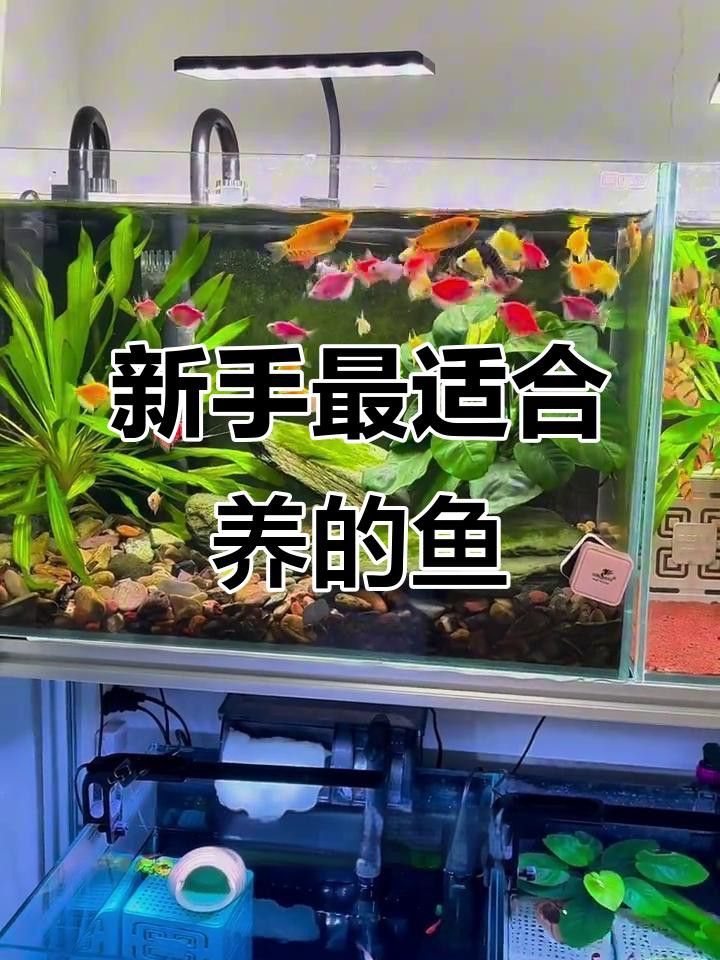 推薦一些適合新手混養的魚類