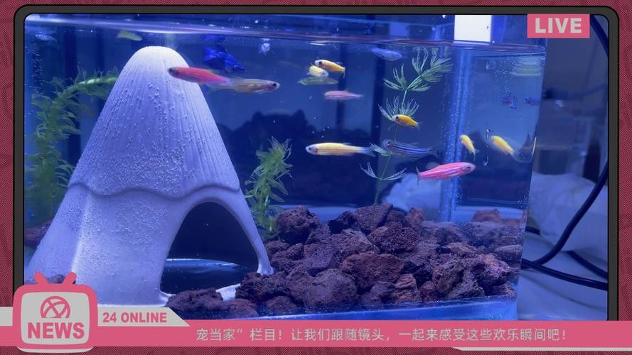 推薦一些適合新手混養的魚類