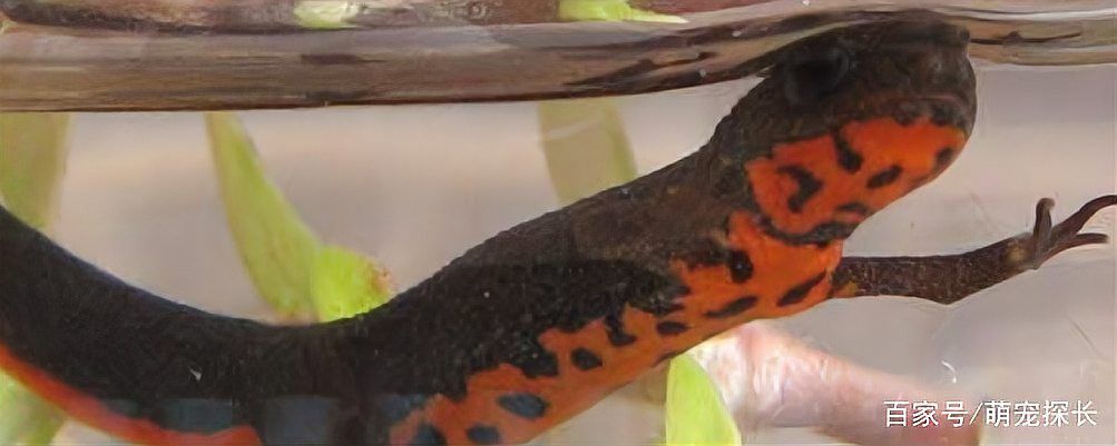 小火龍魚有哪些品種