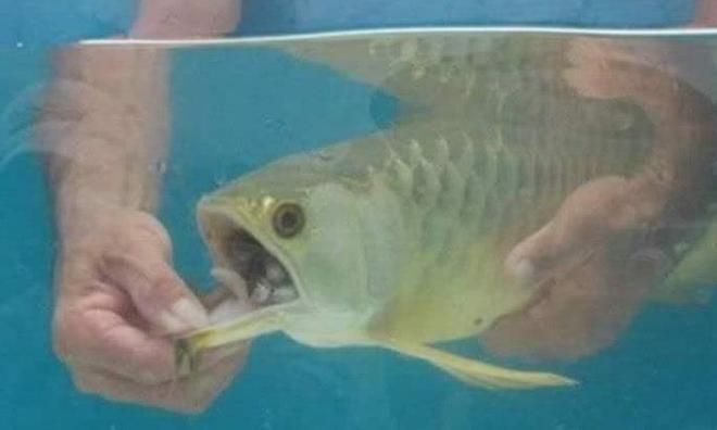 金龍魚為什么從口吐卵（金龍魚的繁殖過程中，有一種獨特的方式，被稱為“龍吐珠”） 金龍魚為什么從口吐卵（金龍魚的繁殖過程中，有一種獨特的方式，被稱為“龍吐珠”） 龍魚百科 第2張