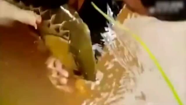金龍魚為什么從口吐卵（金龍魚的繁殖過程中，有一種獨特的方式，被稱為“龍吐珠”） 金龍魚為什么從口吐卵（金龍魚的繁殖過程中，有一種獨特的方式，被稱為“龍吐珠”） 龍魚百科 第5張