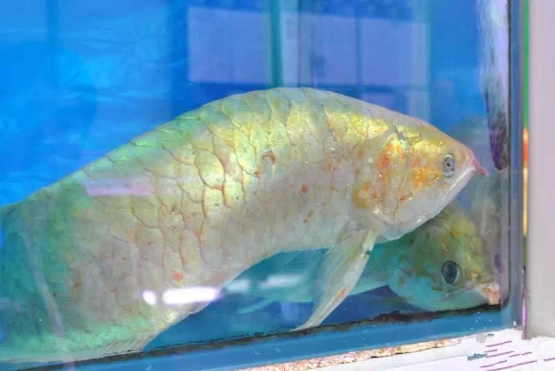 龍魚多少溫度以上會(huì)影響狀態(tài)：龍魚的適宜水溫是多少？