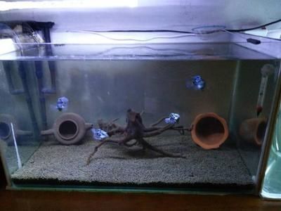 銀龍魚怎么養(yǎng)會開口（如何讓銀龍魚開口進(jìn)食）