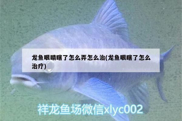 龍魚做掉眼手術(shù)后變透明了正常嗎：龍魚掉眼手術(shù)后變透明是否正常
