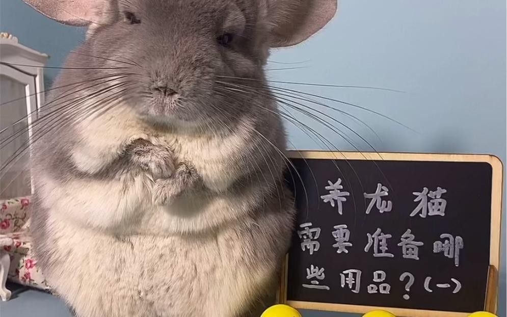 龍貓合籠需要準備哪些物品