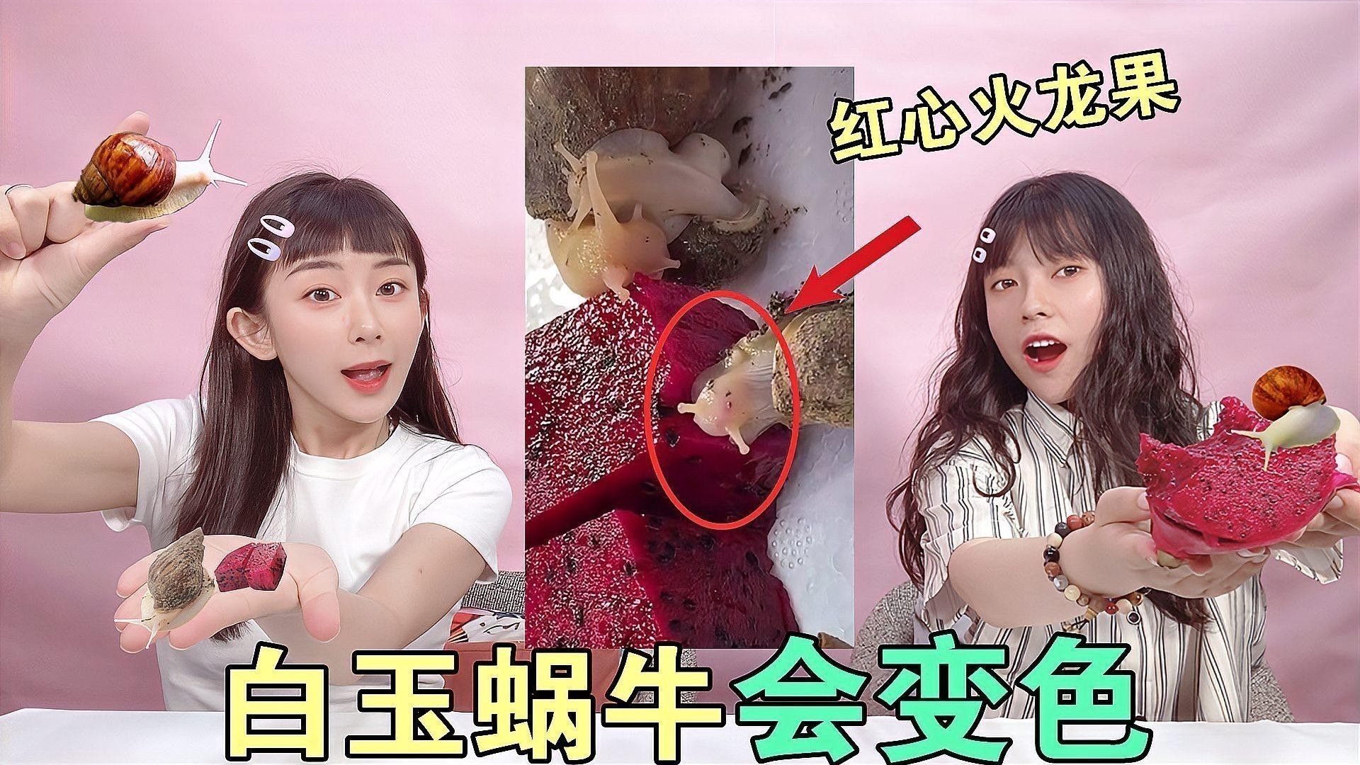 紅心火龍果對動物有哪些影響？