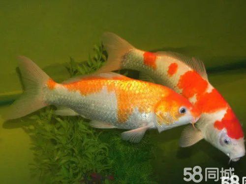 太原龍魚轉讓信息最新消息