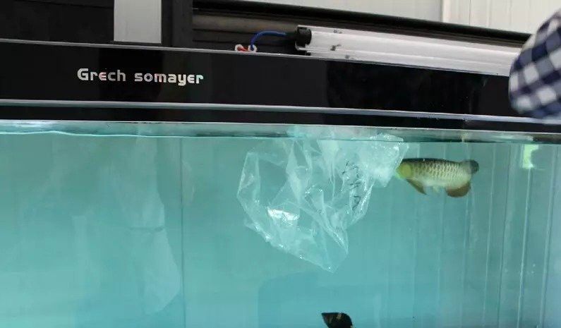 太原龍魚轉讓信息最新消息