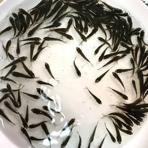 紅龍魚多少天喂一次飼料（關(guān)于紅龍魚喂食頻率的詳細信息）