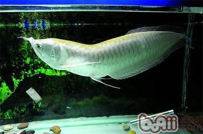 銀龍魚最適合的背景圖（關于銀龍魚最適合的背景圖）