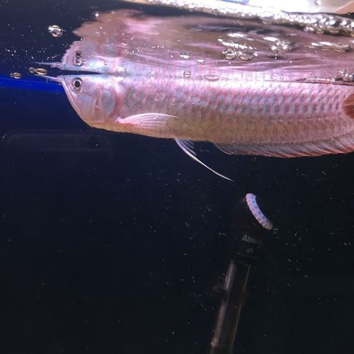 銀龍魚眼睛下垂圖片