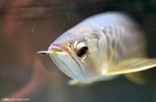 銀龍魚眼睛下垂圖片