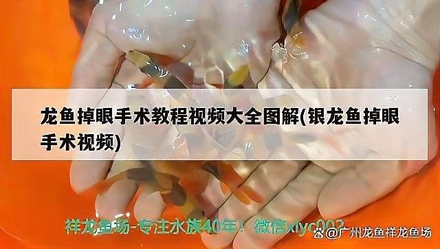 銀龍魚眼睛下垂圖片