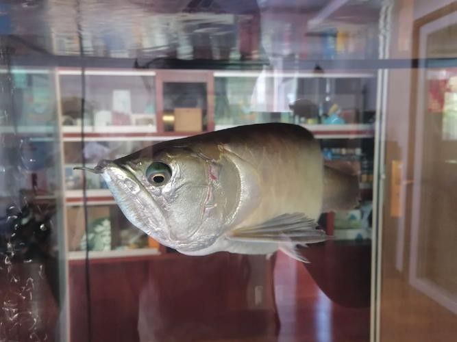 銀龍魚眼睛下垂圖片