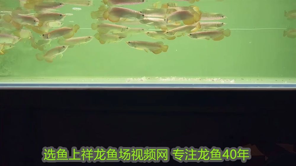 龍魚如何喂養長得快一點：龍魚如何喂養長得快，科學飼養指南