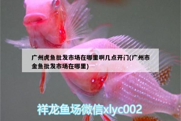 紅龍魚哪里買比較好一點，紅龍魚飼養技巧