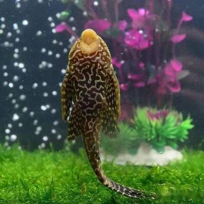 清道夫被龍魚吃了（清道夫被龍魚誤吞的具體情況、可能的原因以及預(yù)防措施）