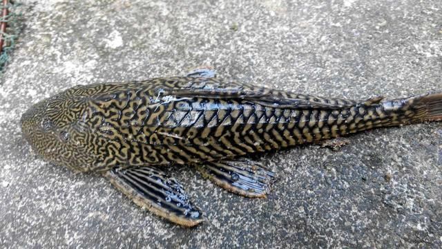 清道夫被龍魚吃了（清道夫被龍魚誤吞的具體情況、可能的原因以及預(yù)防措施）