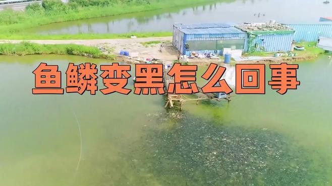 龍魚鱗片發黑需要多久才能恢復