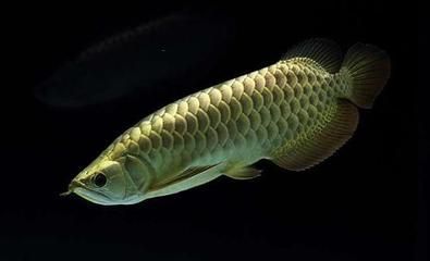 賣金龍魚好嗎，金龍魚是一種受歡迎的觀賞魚