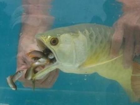 賣金龍魚好嗎，金龍魚是一種受歡迎的觀賞魚