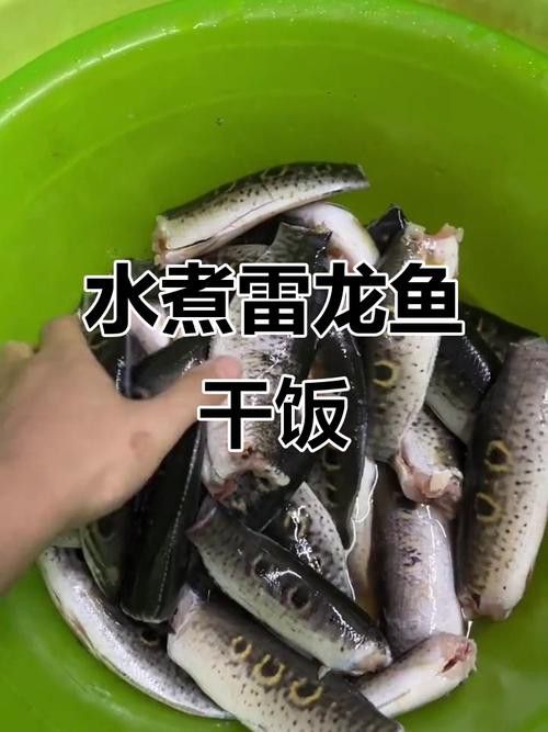 七彩雷龍魚吃什么比較上色