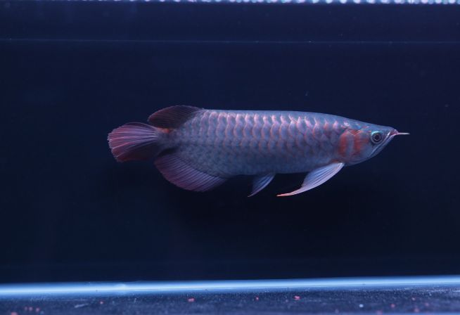 紅龍魚的喂養技巧和方法(紅龍魚的正確喂養方法和技巧) 龍魚百科 第7張 紅龍魚的喂養技巧和方法(紅龍魚的正確喂養方法和技巧) 紅龍魚的喂養技巧和方法(紅龍魚的正確喂養方法和技巧) 龍魚百科 第7張