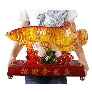 金龍魚頭部看見很老的魚是什么魚：金龍魚頭部看見了很老的魚是什么魚