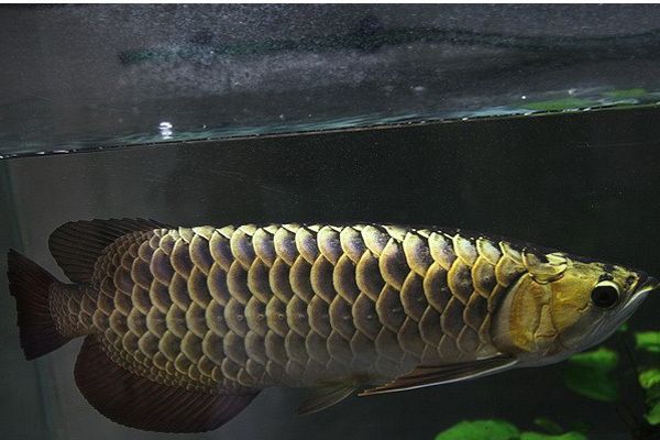 澳洲金龍魚的壽命是多少：澳洲金龍魚和金龍魚的區別