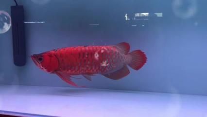 盤古杯世界龍魚錦標賽冠軍獎金多少錢（盤古杯世界龍魚錦標賽冠軍獎金為10萬元人民幣）